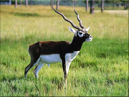 Blackbuck-3674-1390275474
