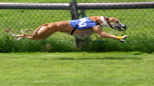 Greyhound-Racing-2-amk-4102-1390275475