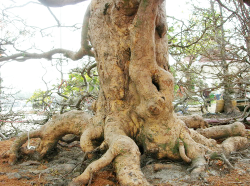 goc-mai-6028-1390377383