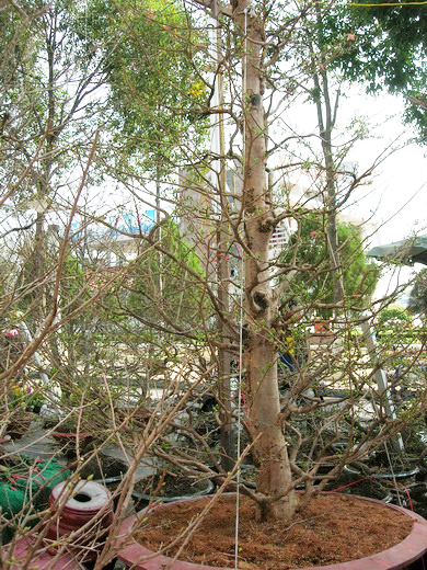 mai-150-trieu-8426-1390377384