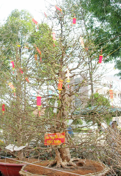 mai-vang-6209-1390377383